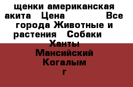 щенки американская акита › Цена ­ 30 000 - Все города Животные и растения » Собаки   . Ханты-Мансийский,Когалым г.